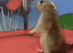 tenor (23).gif