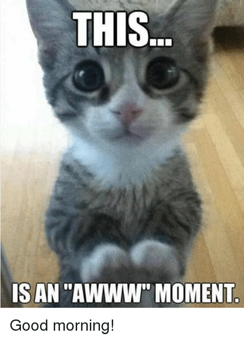 this-is-an-awww-moment-good-morning-6906804.png