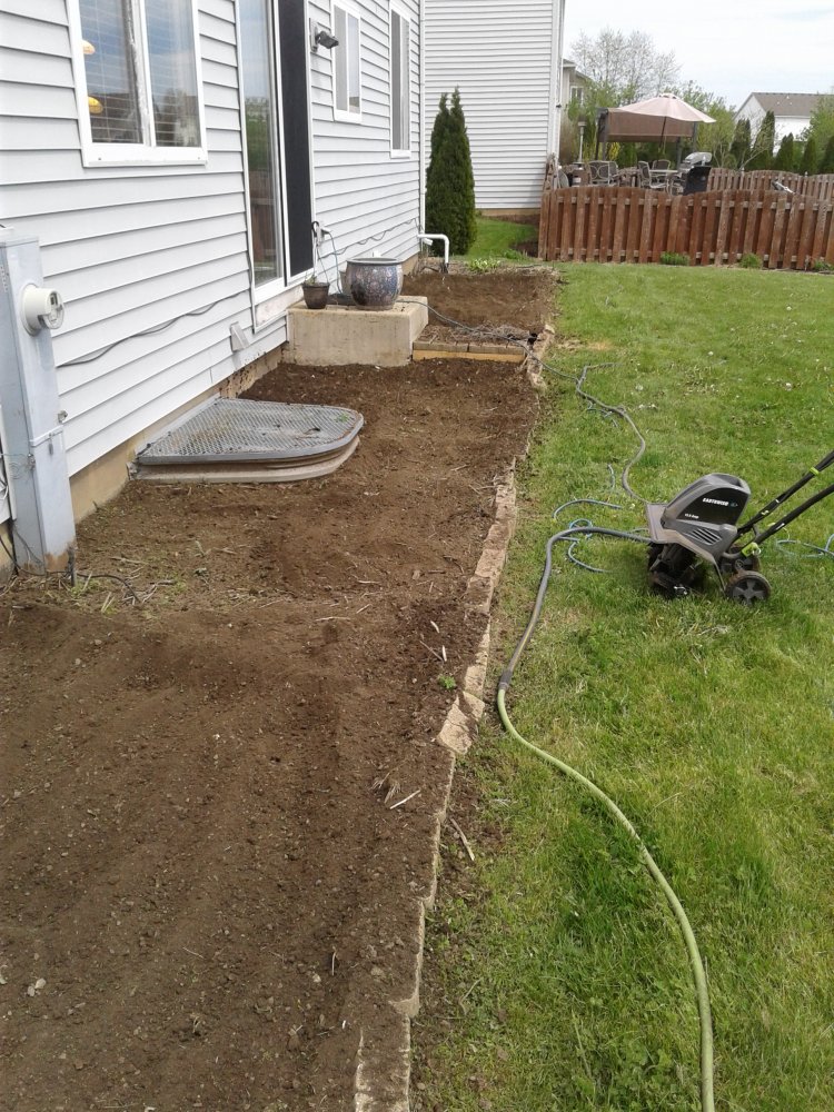 tomato garden.jpg