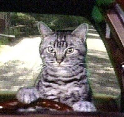 Toonces2.jpg