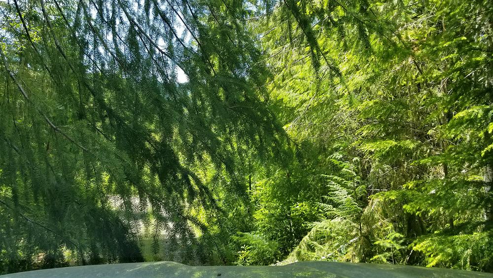 trans_america_trail_2019_ford_ranger_day-14-11.JPG