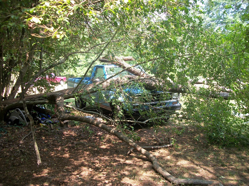 tree.jpg