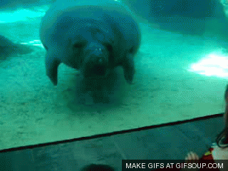 UBvJxYj.gif
