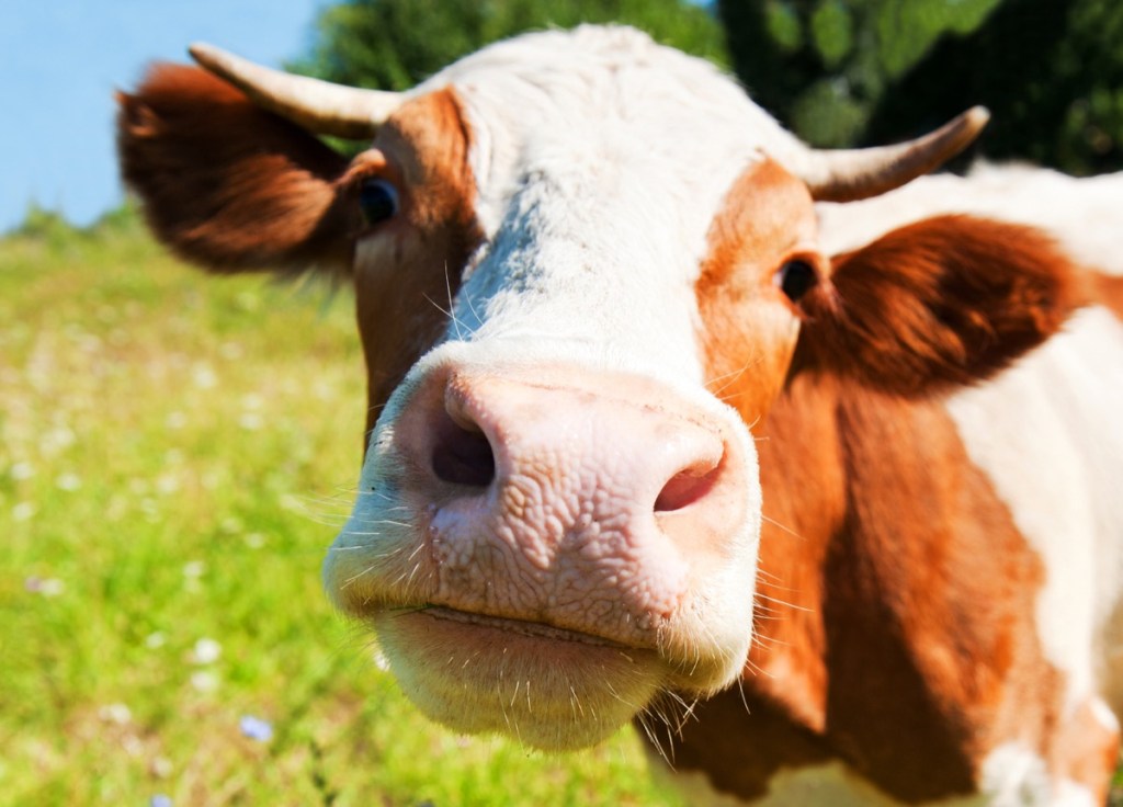 up-close-cow.jpg