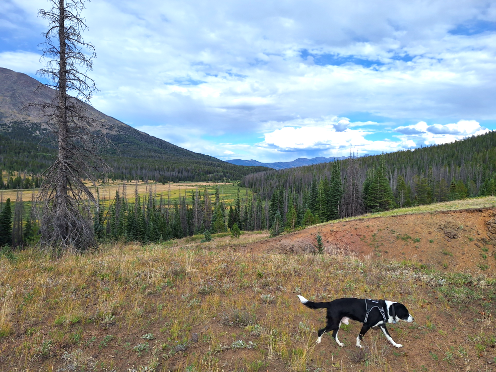 vagabonds_colorado_trip_2025_marshall_pass-110.PNG