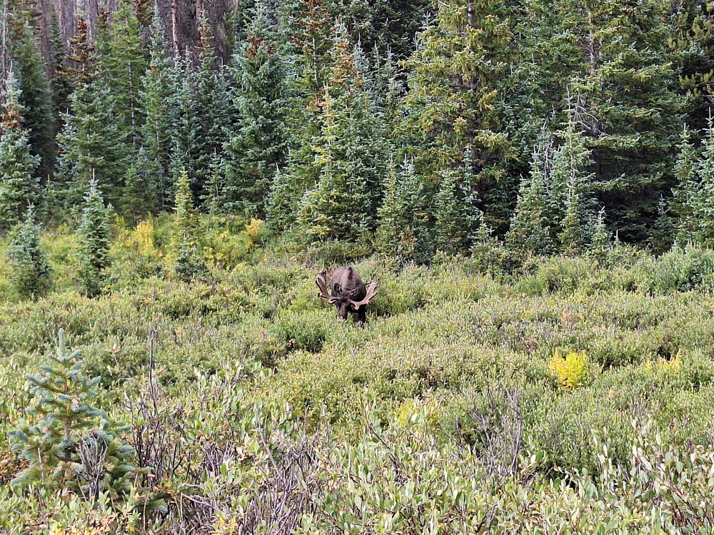 vagabonds_colorado_trip_2025_marshall_pass_moose.PNG