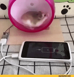 VagueFlimsyGenet-max-1mb.gif