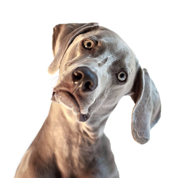 weimaraner-with-head-cocked.jpg