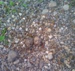 killdeer_nest.JPG