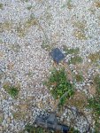 IMG_20240622_193242909.jpg