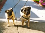 pugs2.jpg