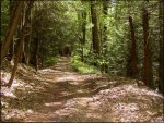wooded two trck.jpg