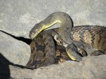 snake-1.JPG