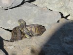 snake-2.JPG