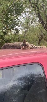 IMG_6823.jpeg