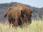 bison.PNG