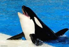 shamu the killer whale.jpg
