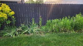 Weed Wacker recommendations