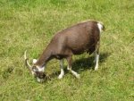 goat-lawnmower1.jpg