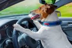 30507597-dog-driving-a-steering-wheel-in-a-racing-car.jpg