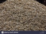 huge-pile-of-empty-clam-shells-at-whitstable-harbour-in-kent-GGEP06.jpg