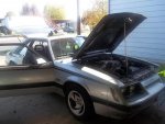 mustang 003.jpg