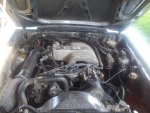mustang 004.jpg