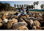 bunnies-1-361389.jpg