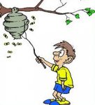 hornet.nest.11.jpg