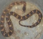 ratsnake.jpg