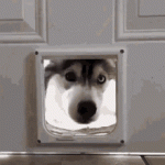 tenor-8.gif
