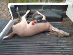 button buck.jpg
