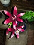20190607_212517.jpg