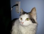 mouse_hole_guard.JPG