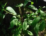 DSCF0291.JPG