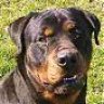 rotty_rott