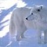 Arctic Wolf