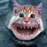 Killakittie