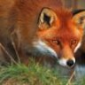 SFox
