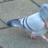 BreadPigeon