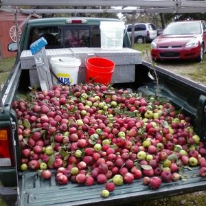 ranger apples.jpg