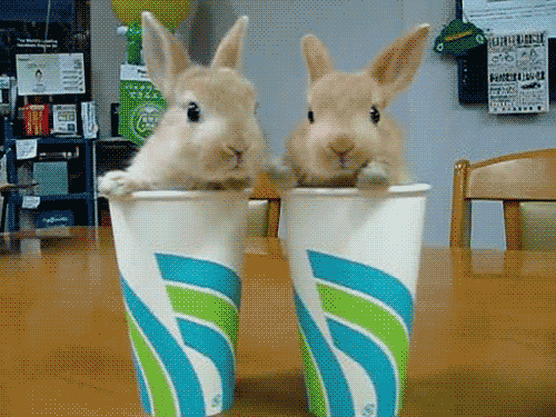 bunnies-in-cups.gif