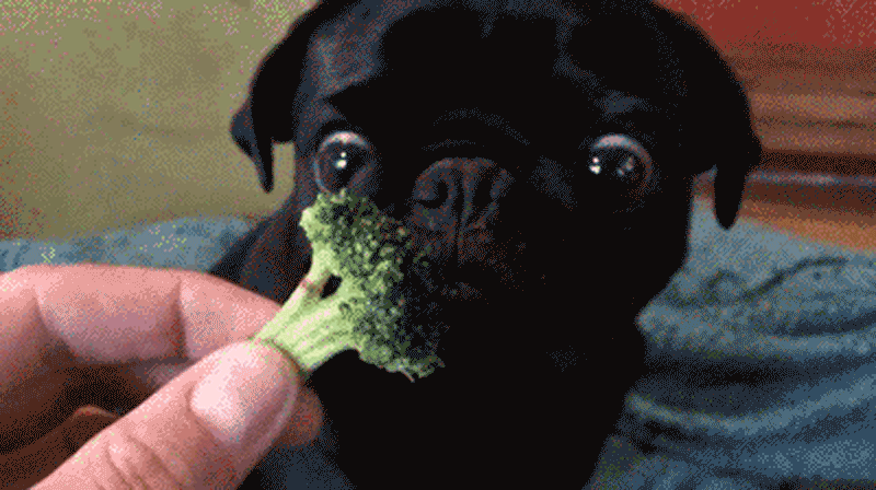 veggies-dog-no-to-broccoli-gif.gif