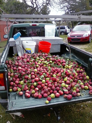 ranger apples.jpg