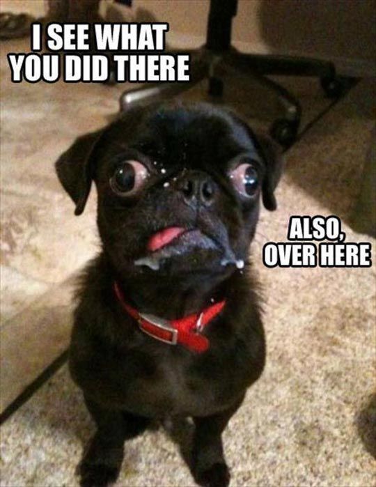 I see what you did there — Ned Martin's Amused | Funny animal pictures,  Funny animals, Funny dogs