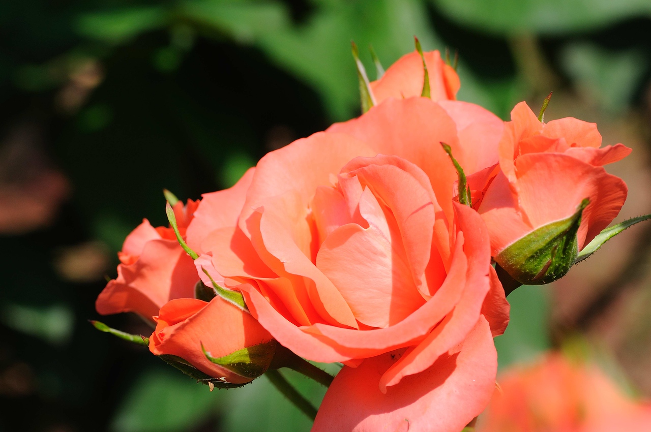 Roses at Duke Gardens - May 4, 2009
