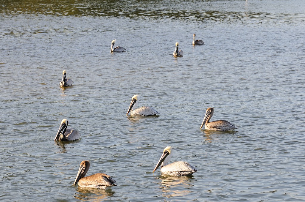 Pelicans in Ft. Myers Beach