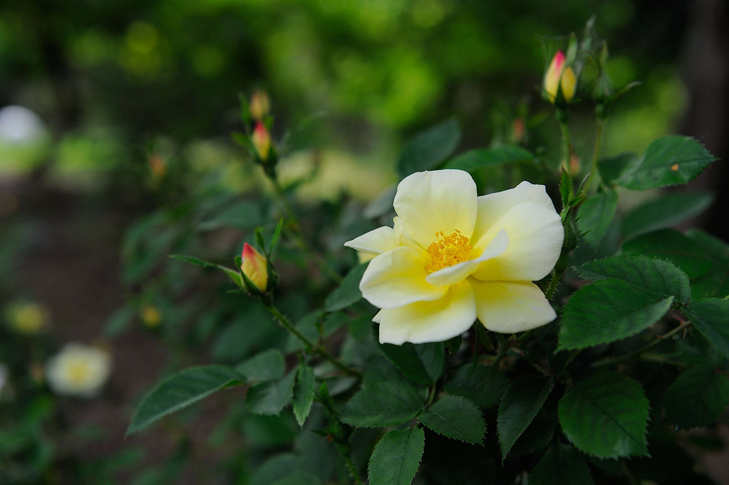 DSC_00058-XL.jpg