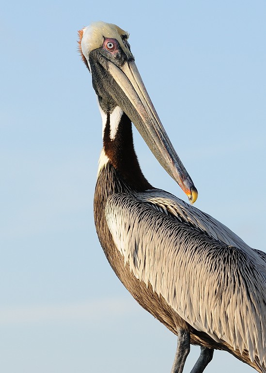 Pelicans in Ft. Myers Beach