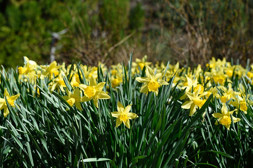 DSC_00123-XL.jpg
